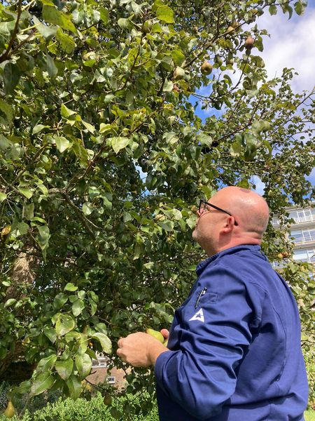 Stoofpeertjes uit eigen tuin