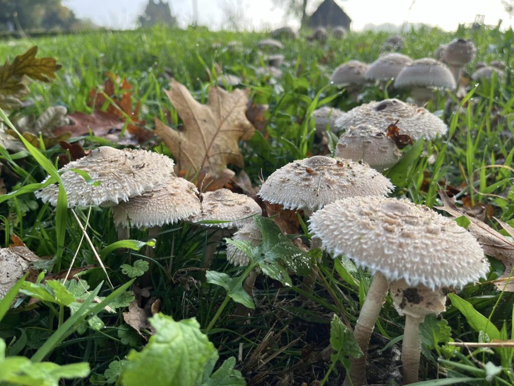 De herfst is begonnen